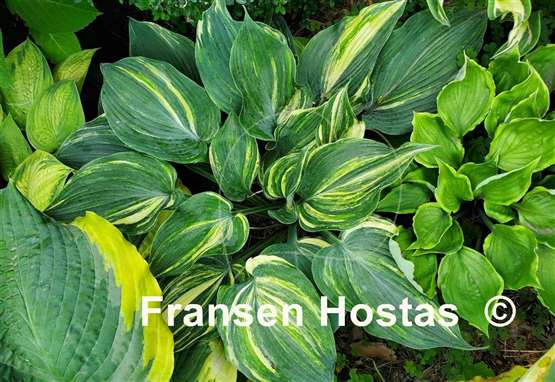 Hosta Confused Angel